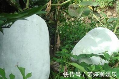 冬瓜|以前用来喂猪, 现在很多人都要抢着吃, 具有防癌的功效