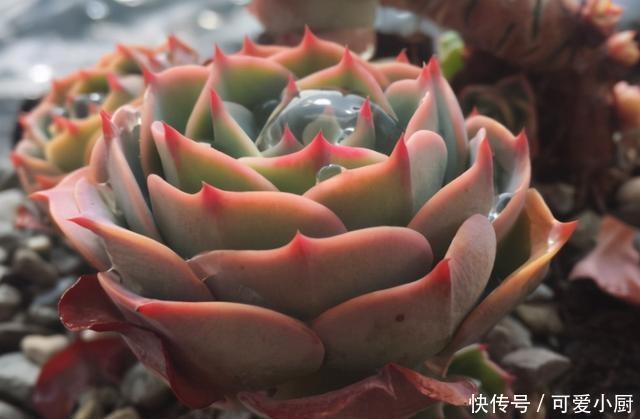 浇水|喜欢养多肉,应该挑战一下玉蝶,可以控出这状态,不得不佩服