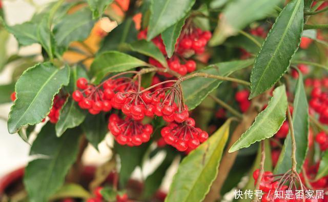 上门|腊月不可错过的5种富贵花,随便养一盆,富贵上门来