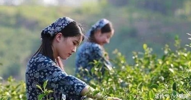 它是“天然阿莫西林”,每天泡水喝,消炎抗菌,咽炎不来扰