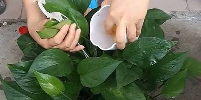 婆婆用它来浇盆栽绿萝,叶子着魔似的翻倍长,油绿繁茂真喜人!