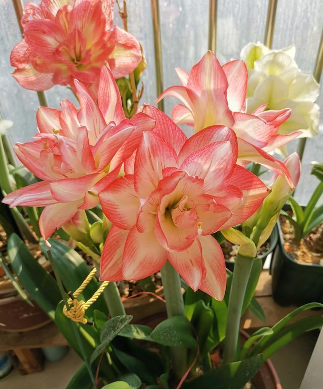 七种漂亮花，天生“不怕冷”，好养寓意好，喜欢别错过