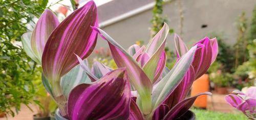 吊兰中的贵族“油画婚礼”,一叶多色,好养易活,自带浪漫气息