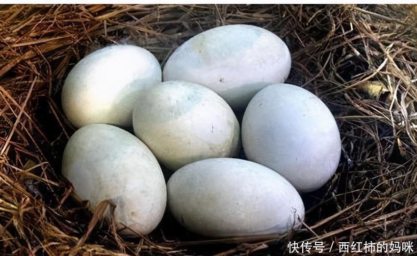 健康长寿|会吃的人最健康,3种食物离不开,排毒养颜,身体棒棒哒!