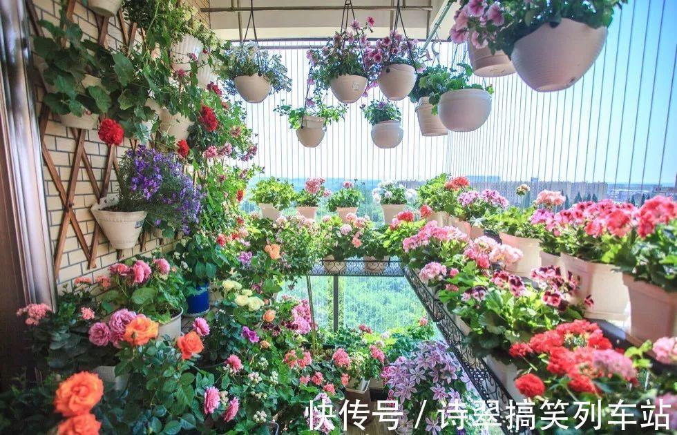 花花|阳台党的烦恼,没有院子,只能挖空心思养花