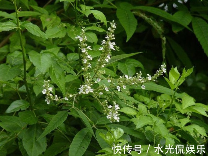 枕头|山上摘点这玩意塞枕头,比荞麦皮养生多了,一挨枕头就睡得香甜!