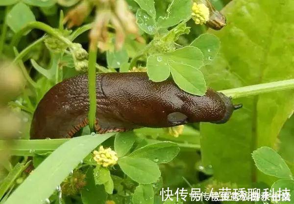 肥料|鸡蛋壳你不要都给我,鸡蛋壳的8种养花秘诀!