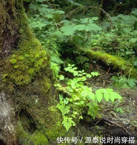 山中珍品,菌中之冠——鸡枞菌,在晴天雨后来一场邂逅!