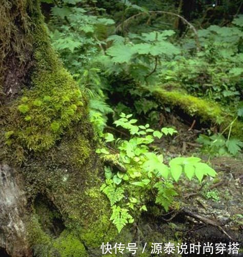 山中珍品，菌中之冠——鸡枞菌，在晴天雨后来一场邂逅！