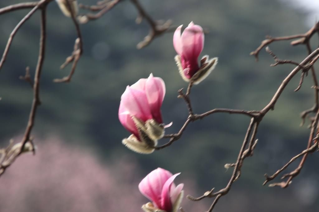 老年|南京连日春暖 雨花台宝华玉兰绽放