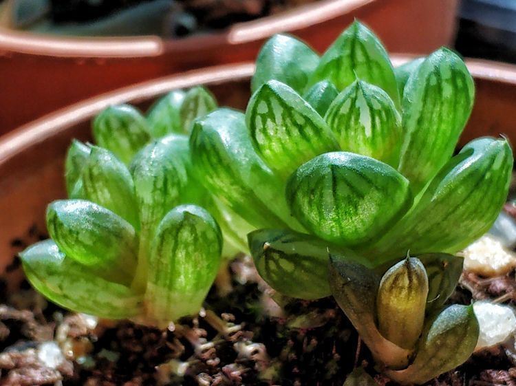 成长|与多肉一起走过的日子，见证多肉的成长过程！