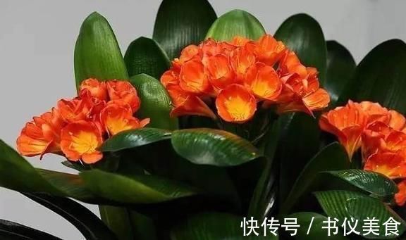 君子兰叶片长歪了,不好看,这个小技巧,让它重新变得美美的