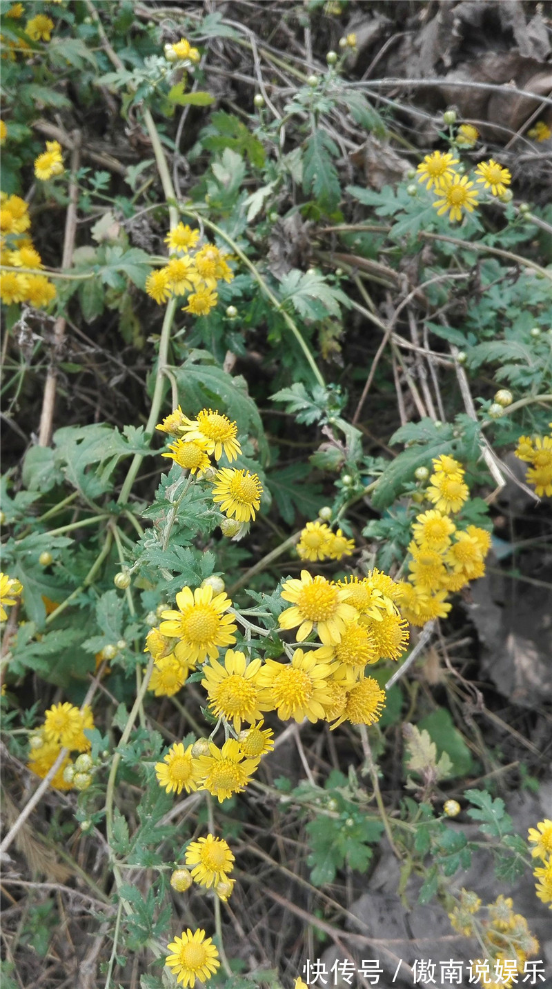 心脑血管|在路边看到这种花，一定要弄回去，不止自己可以吃，还可以卖钱！
