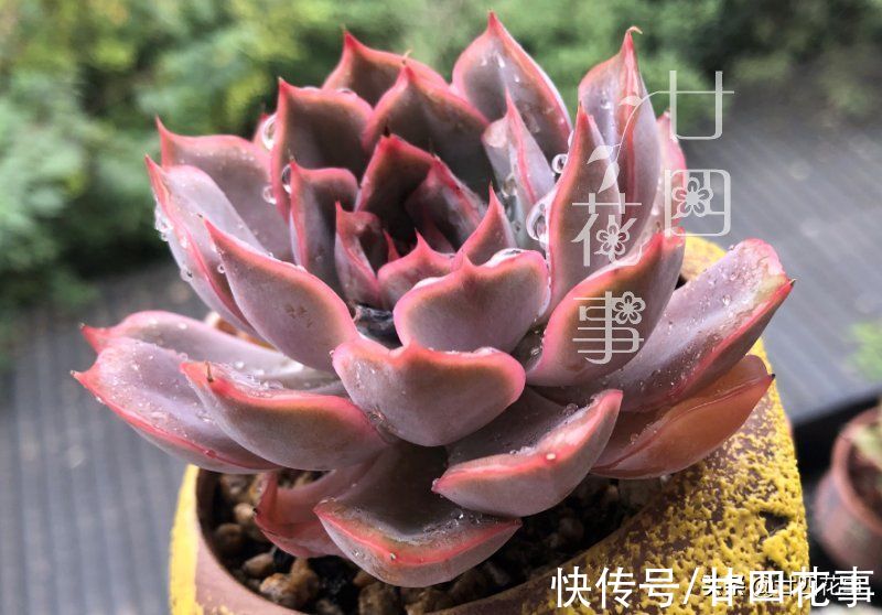 廿六|新手养多肉，常犯5个误区，不是多肉不好养，是你不会养