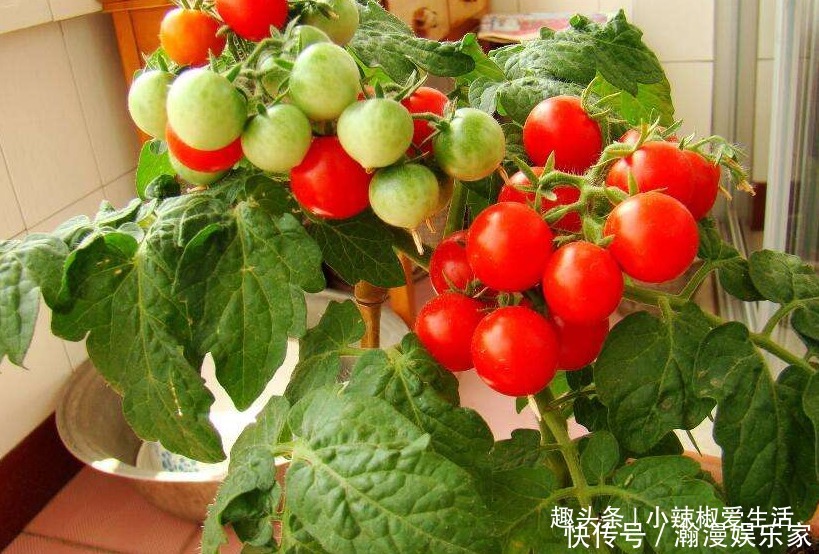 生菜|阳台别再只养花了,这4种蔬菜盆栽,不仅好看,还能吃又健康