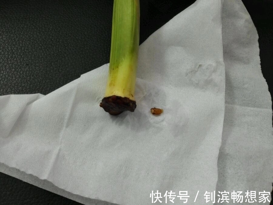 老婆从垃圾堆捡来烂根的君子兰，只要3小步，一个月后发根很惊喜