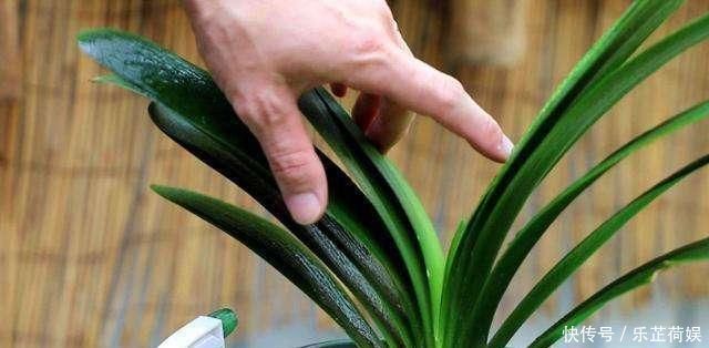 6月开始,养君子兰就怕做错“4件事”,黄叶烂根多、难开花