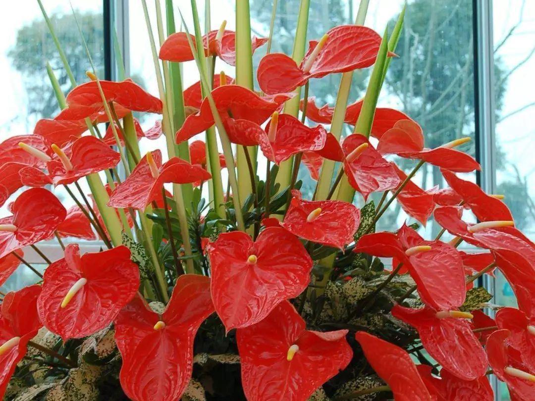 五种“旺宅花”,适合养客厅,一种比一种好养,一个比一个好看