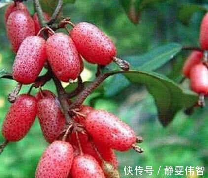 sod|女人想一直年轻,坚持吃的食物,延缓衰老,保持青春,气色变红润