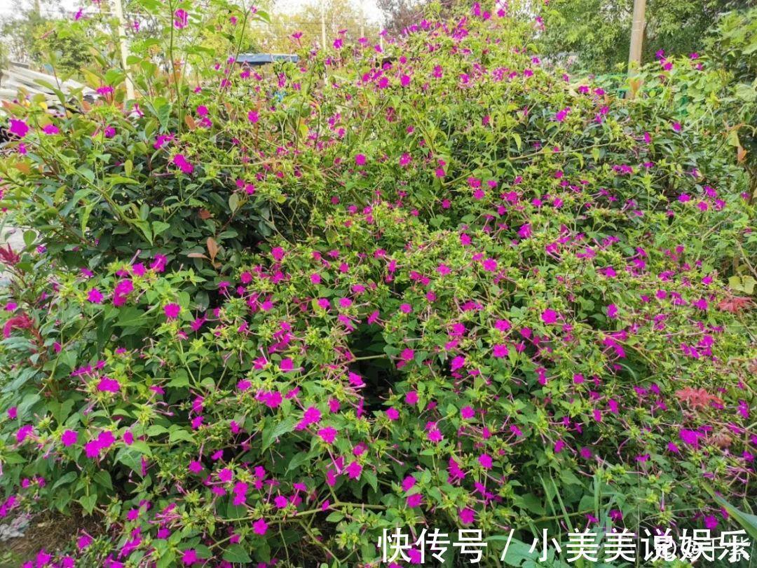 长春花|7种花最干净,门口、窗台放一盆,蚊虫不敢靠近!