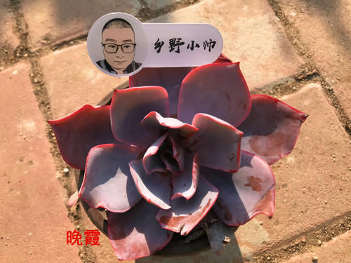 多肉上盆后，浇完水叶片还是干瘪怎么办？小帅教你一招搞定