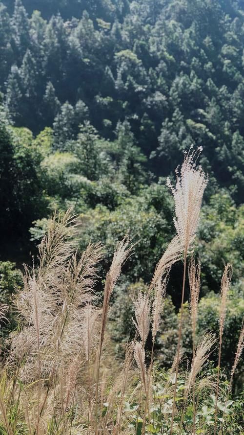 广东八大高山草原之一，风景绝美，连绵千亩，一脚便可以踏三市！