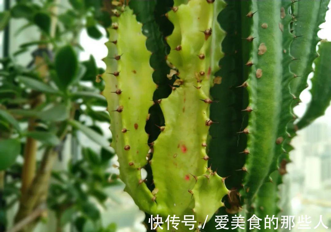 霸气的龙骨出状况,直接砍头扦插,还能促生成塔型,可谓一举多得