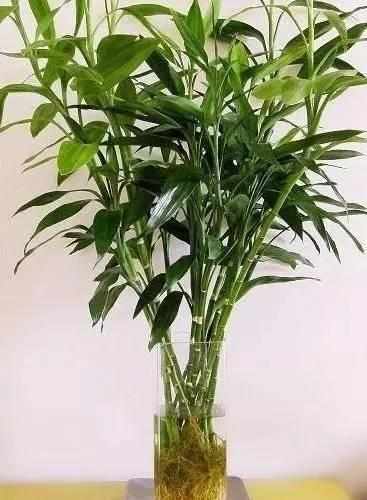 夏秋季|富贵竹捡回来养了2年,一米多高还开花了,方法原来这么简单!