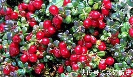 青春痘痘|女性每天当零食吃一把,滋养细嫩肌肤,祛除青春痘痘,使皮肤白皙