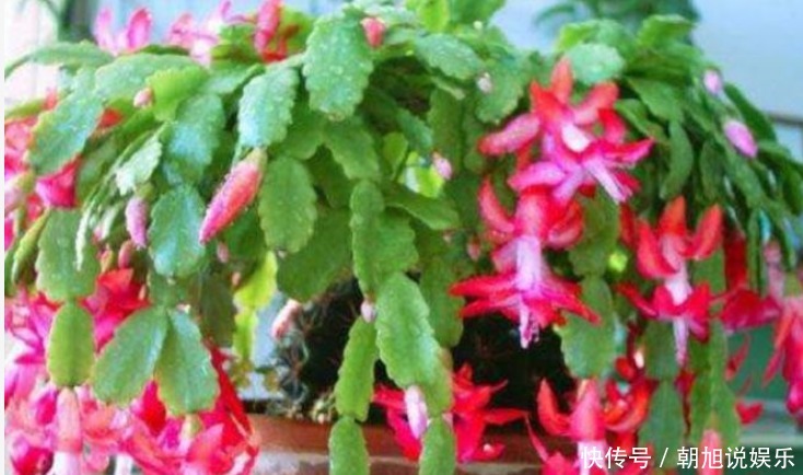 蟹爪|养了5年的蟹爪兰,竟发现是“假昙花”,比蟹爪兰漂亮100倍!