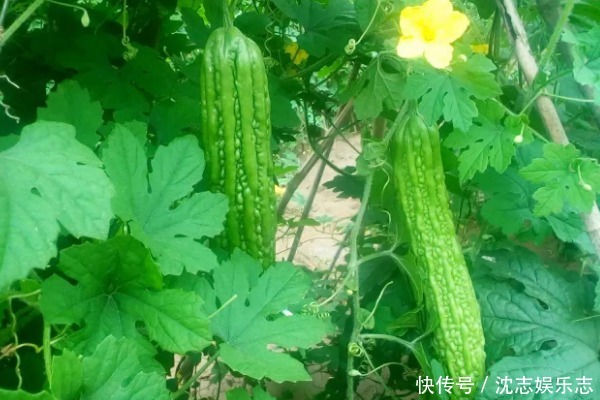 夏天|夏天吃苦瓜,胜过十副药!吃苦瓜有3个好处,为了家人健康了解下