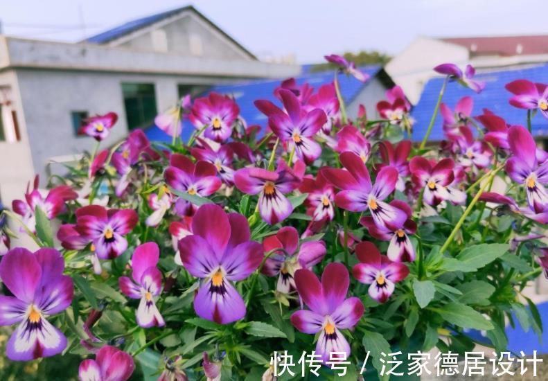 花卉|盘点8款耐寒的花草，零下20度照样生机勃勃，绽放满园冬色