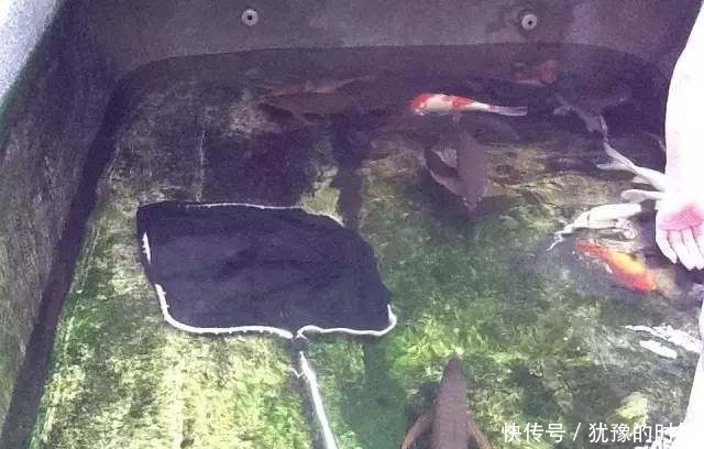 鱼缸和池还可以这样结合?只能说很有想法,有钱我也搞一个!