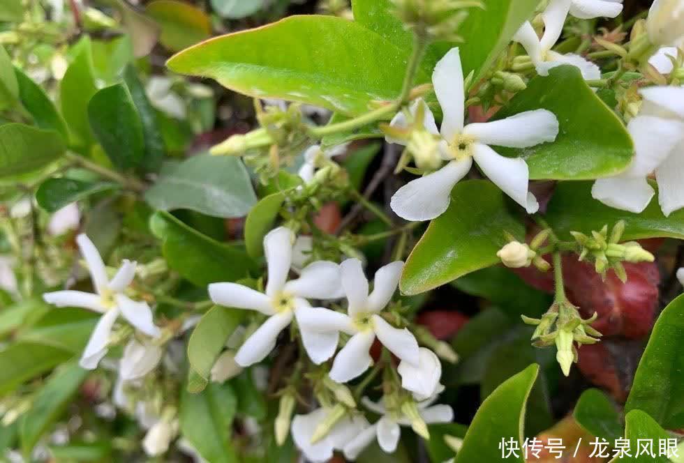 很好养的3种花,养室外养庭院里,一片繁花,芳香漂亮