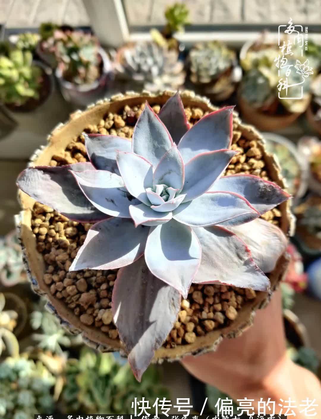 吸取教训,不断探索,英语老师的多肉碎碎念!