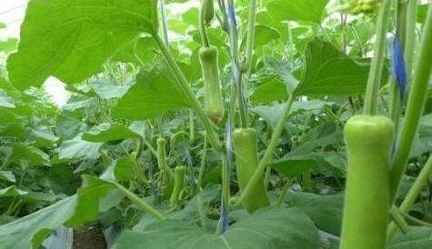 会吃的人最健康，常吃以下食物，排毒护肝，减肥消脂，好处多多