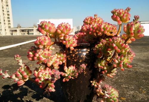 多肉乙女心，天暖盆栽时多晒太阳、适量低温才能让叶子越长越美