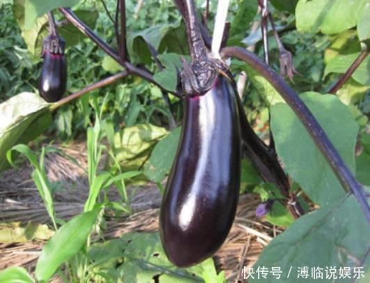 下饭|原来茄子还能这么吃,开胃又下饭,吃一次就戒不掉,家人都吃美了