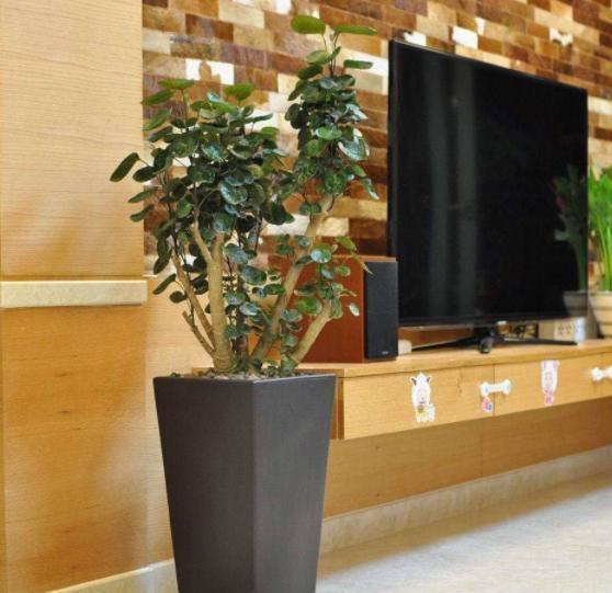 玉树|客厅见树,家业稳固,适合客厅养的8种树,大气美观,增添幸福感