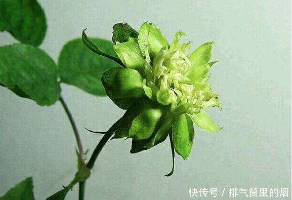 绿色的花朵见过吗这5种绿色花，各个都是珍品，见过的人不多