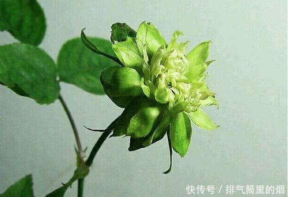 绿色的花朵见过吗这5种绿色花,各个都是珍品,见过的人不多