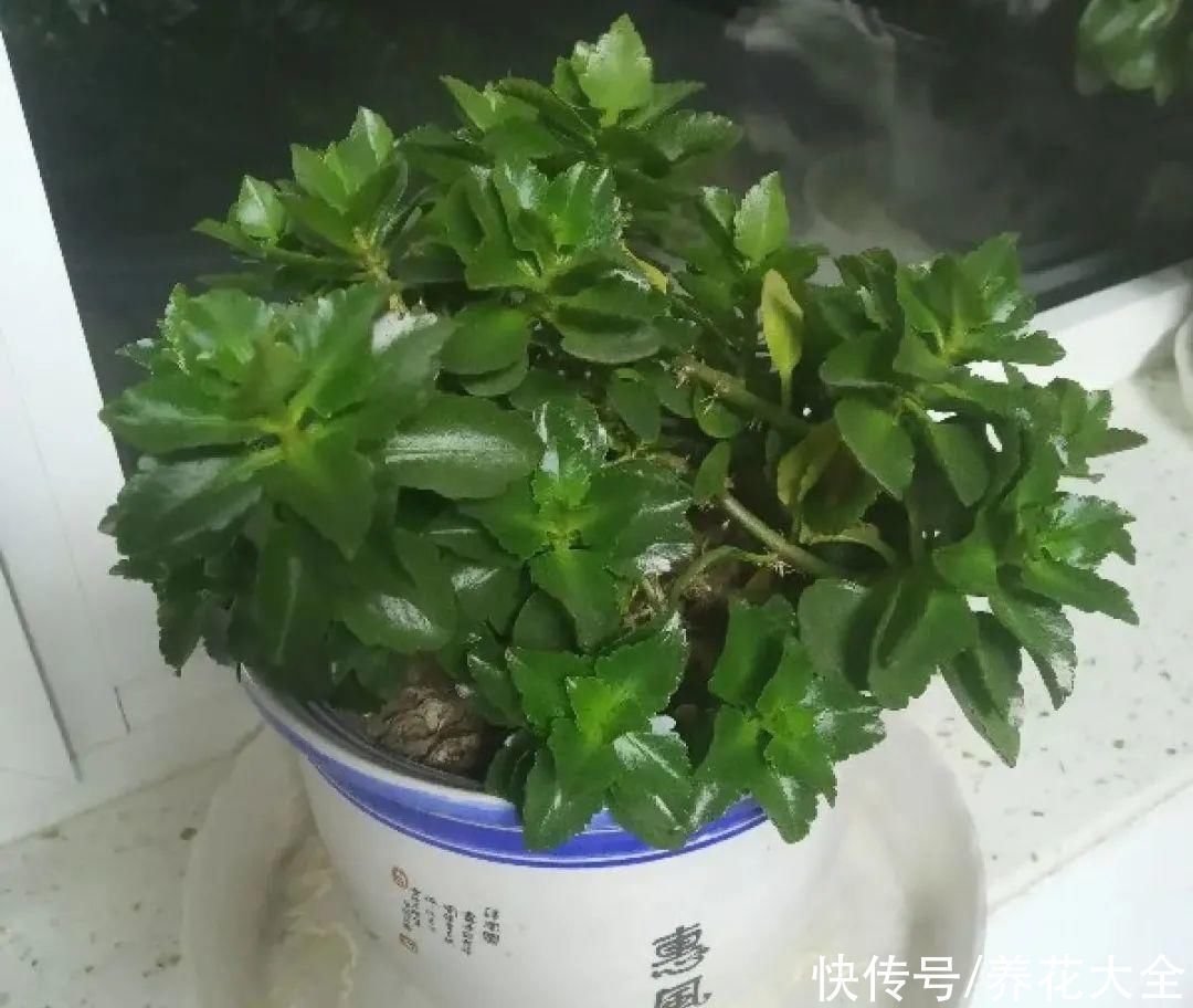 丽格海棠|9种花，夏天休眠了，一定少浇水，否则越浇越死