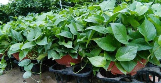 养“绿萝”，李大妈就用“它”，叶子大如掌，一窜10米长！