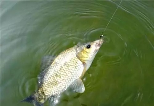 天凉就封竿?学会这三点,冬天野钓大鲫鱼次次20斤起!