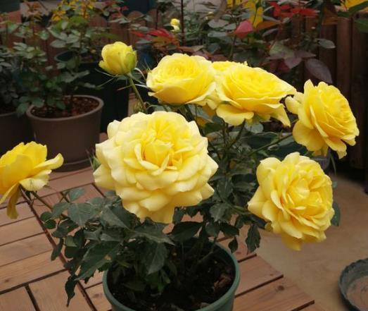 裂开|花盆里的土壤“裂开”了,“1把它”撒下去,3天变疏松,根系健壮