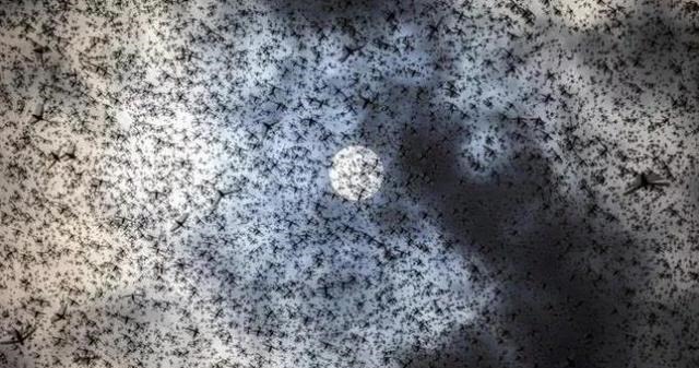 蝗灾|中国古代蝗灾频发,近代却销声匿迹,是谁用了什么奇招