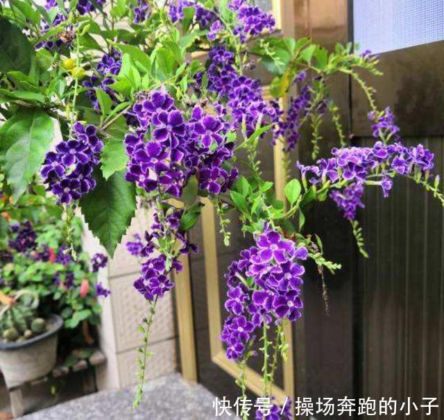 奶香小可爱蕾丝金露,味道迷人,街坊邻居都爱!