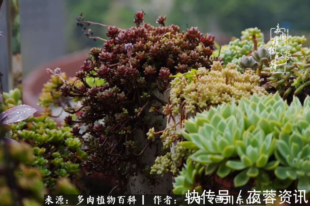 夏天|夏天日晒雨淋，秋老虎来势汹汹，你的多肉准备好逆袭了吗