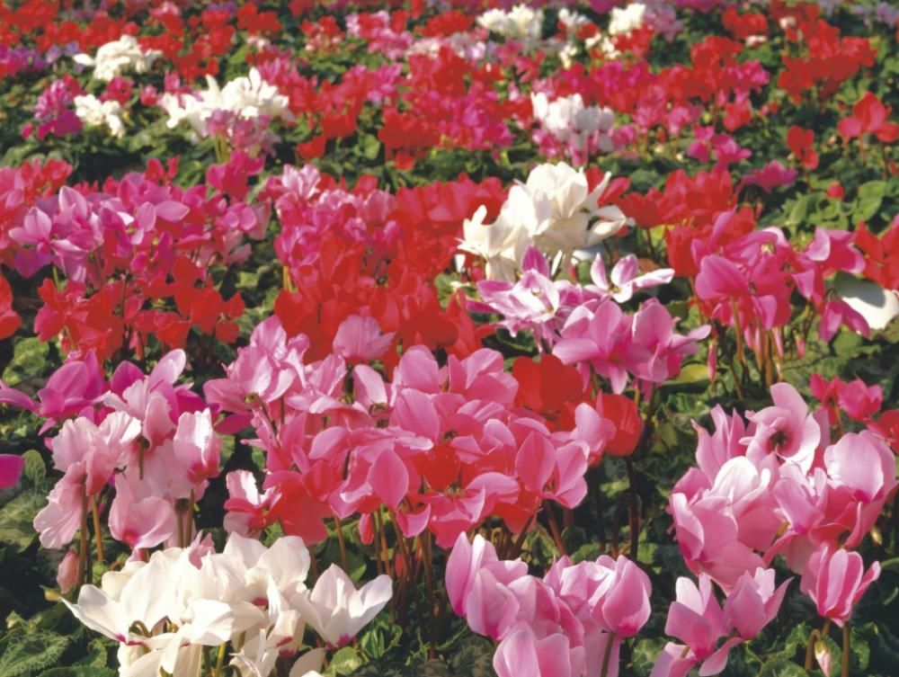  刚买的仙客来没几天就变软、倒伏，怎么养，能避免萎蔫，延长花期