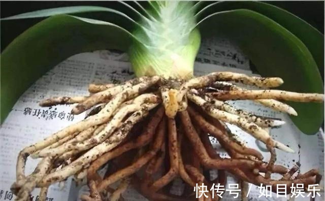 肉质根|养好君子兰第一步,养好“萝卜根”,粗根大叶多开花,长爆盆